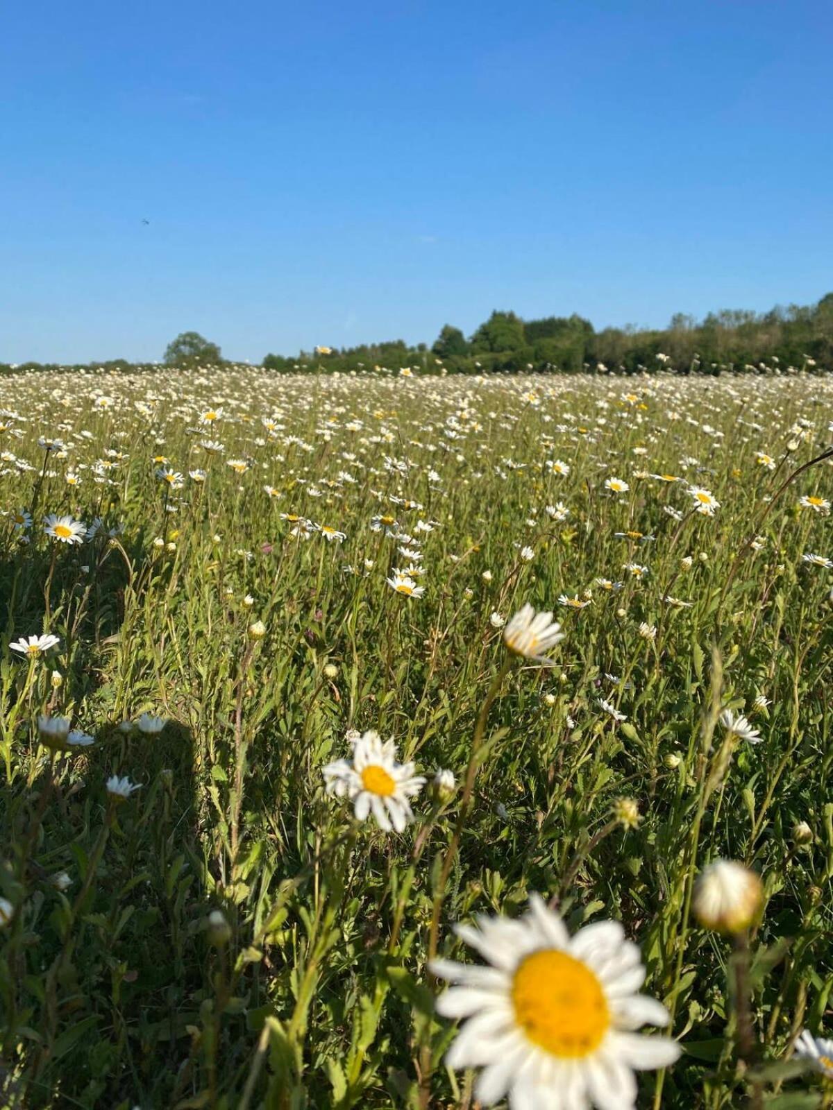 Andoversford Large Stylish Luxury Cotswold Cottage - Ideal For Families, W/ Ev Charging מראה חיצוני תמונה